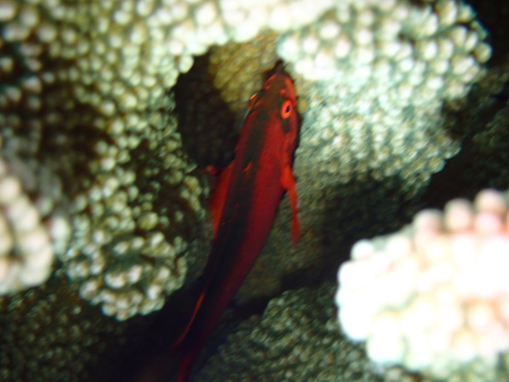 Hawfish: Flame