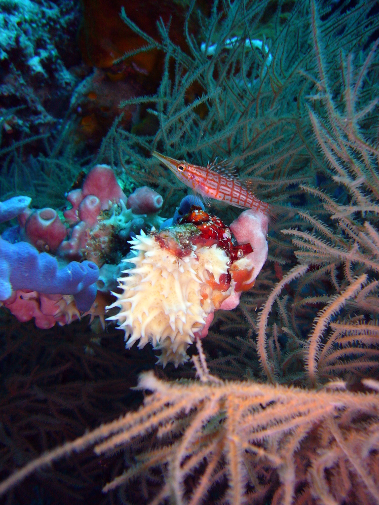 Hawkfish: Longnose