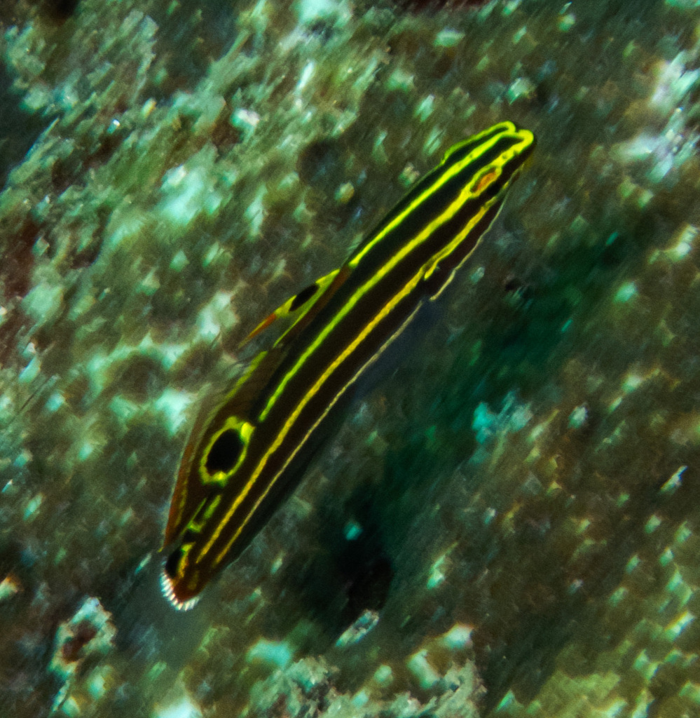 Hector Goby (Medium)