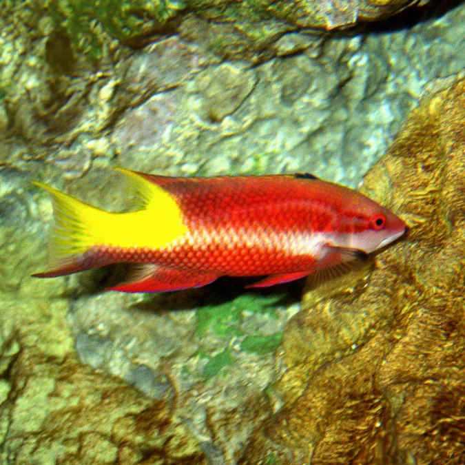 Hogfish: Cuban (Med)