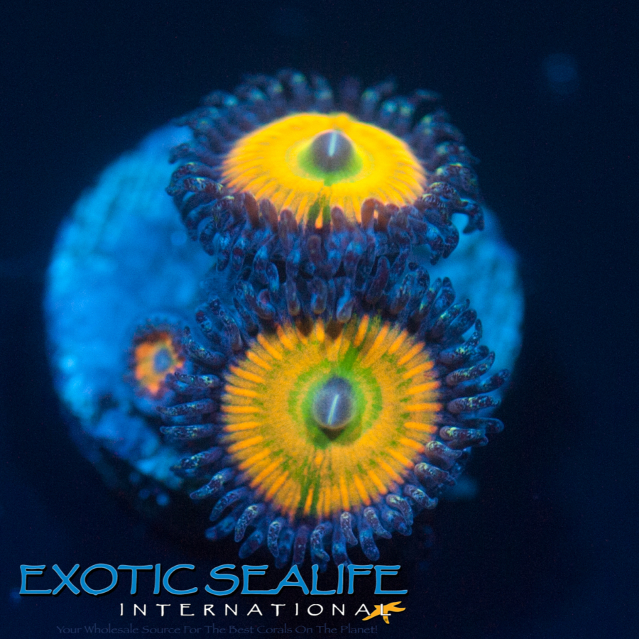 Iron Fist Zoanthid (1 polyps)