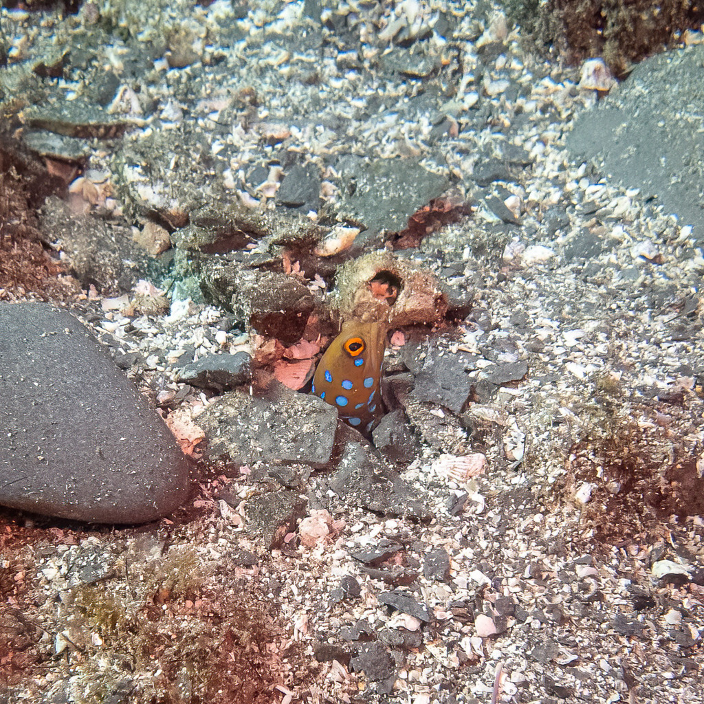 Jawfish: Blue Spotted
