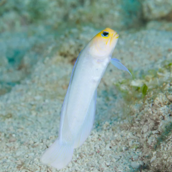 Jawfish: Pearly/Yellowhead