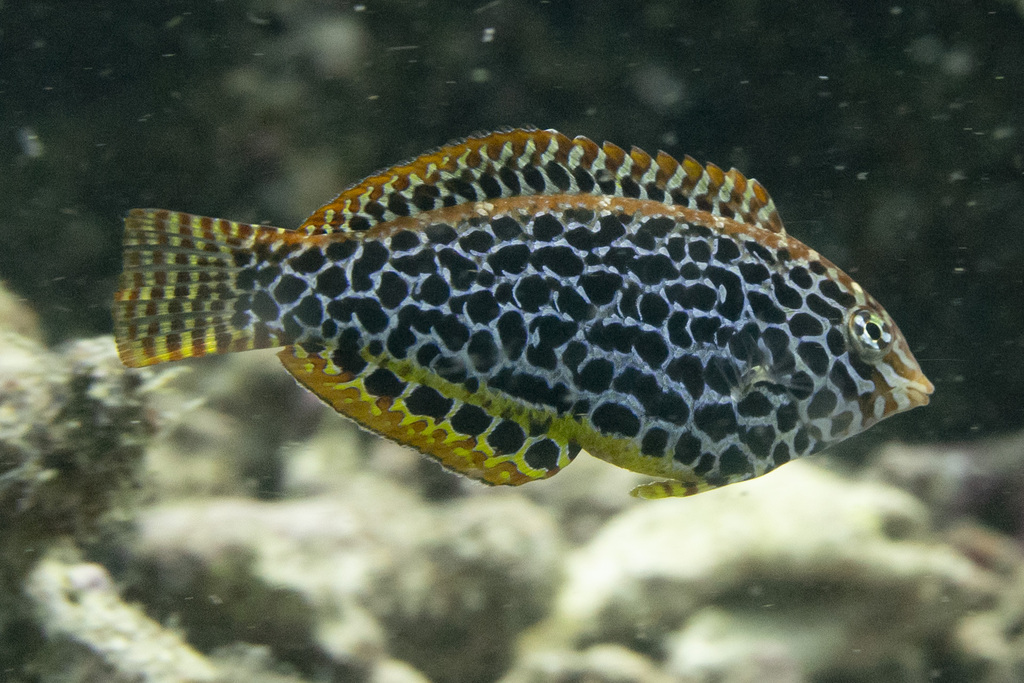Leopard Wrasse Phil (Medium)