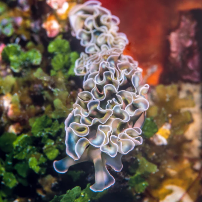 Lettuce Nudibranch — 5 Pack