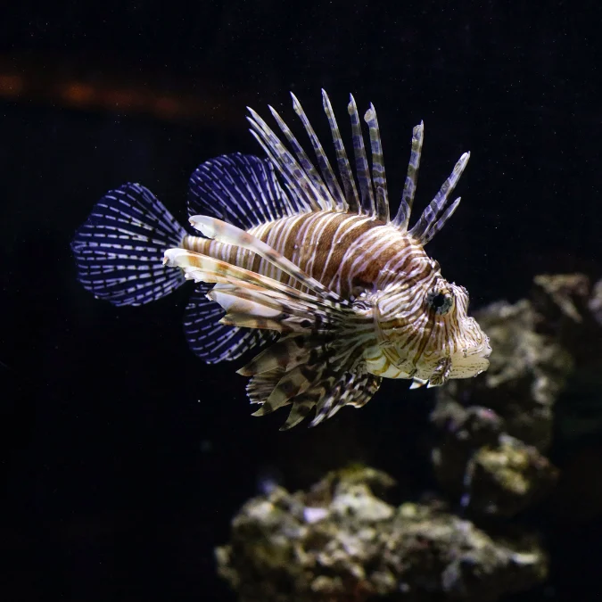 Lionfish: Volitan