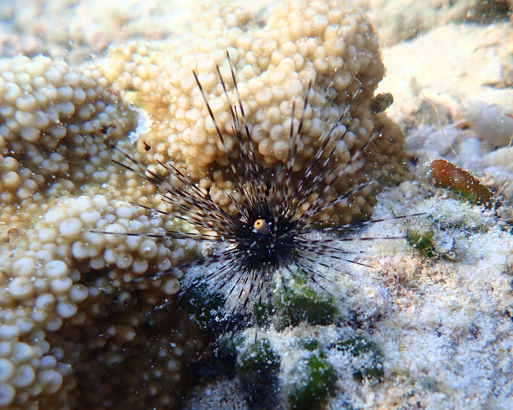 Long Spine Urchin