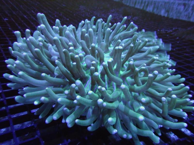 Long Tentacle Anemone