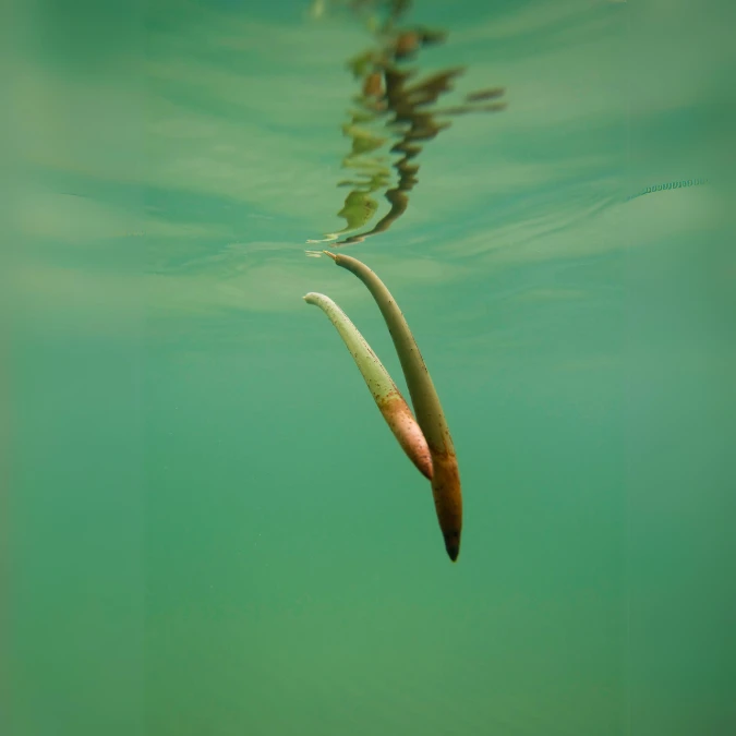 Mangrove With Leaves — 5 Pack