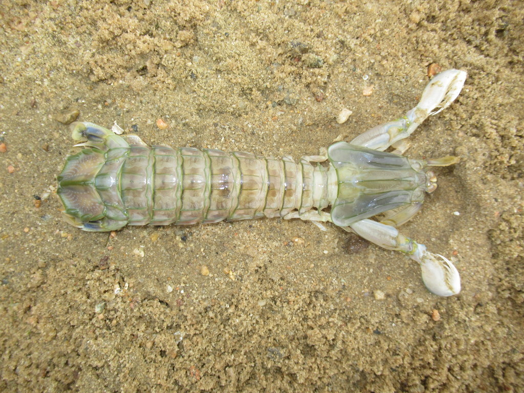 Mantis Shrimp Atl (Medium)