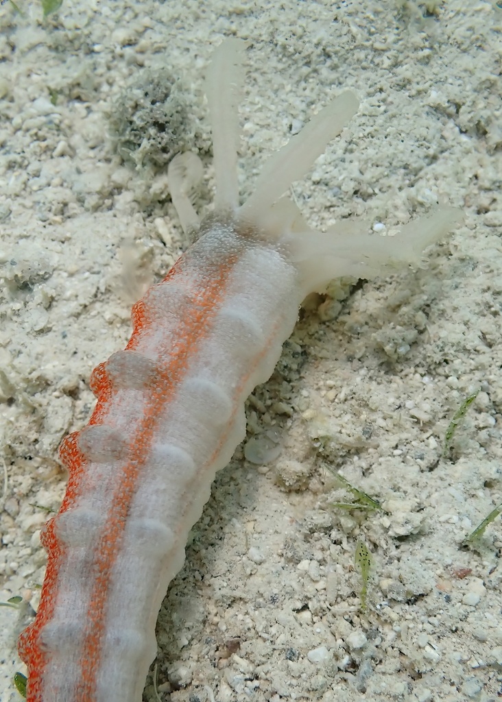 Medusa Worm