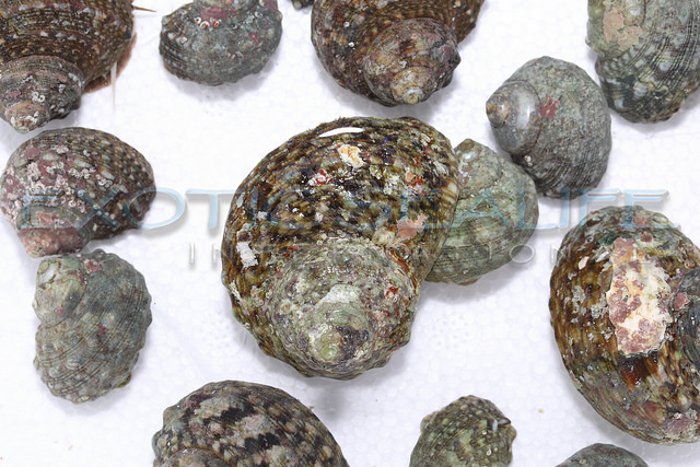 Mexican Turbo Snail — 5 Pack