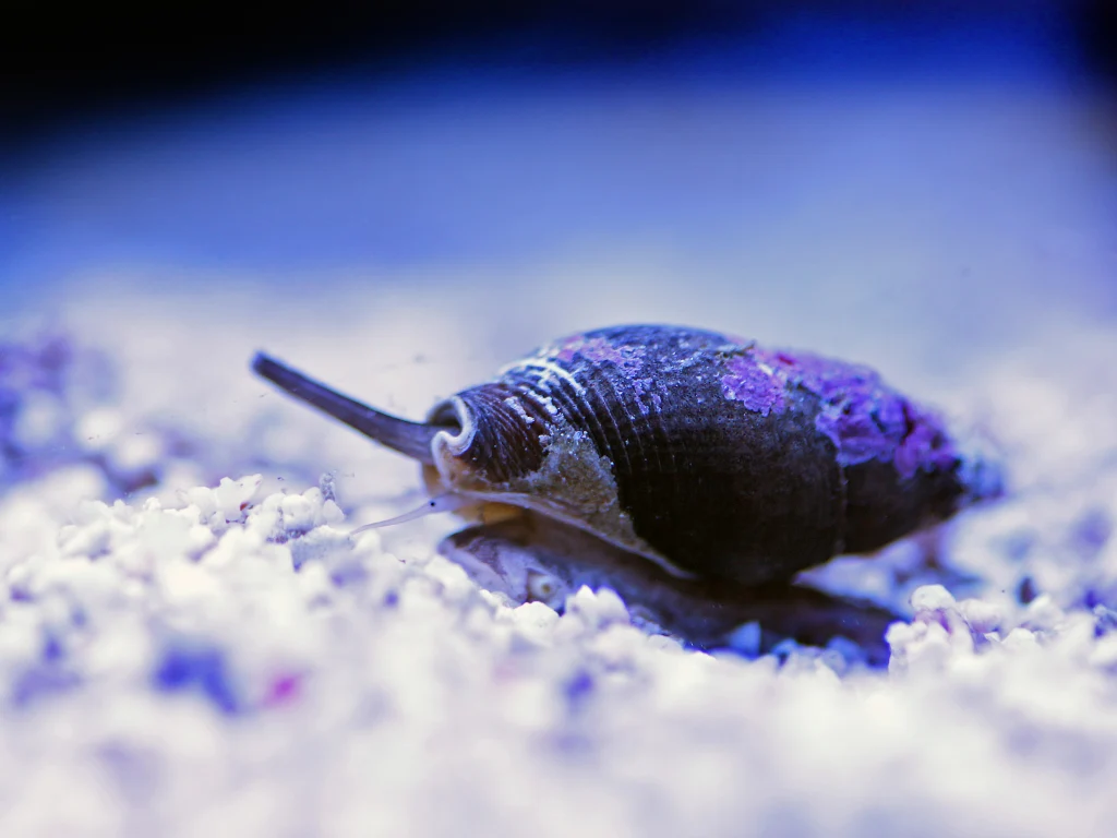 Nassarius Snail Marble — 5 Pack