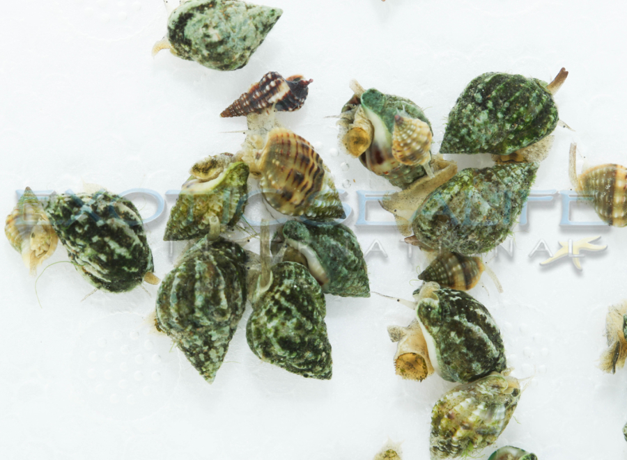 Nassarius Vibex — 25 Pack