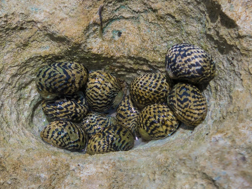 Nerite Snail — 25 Pack