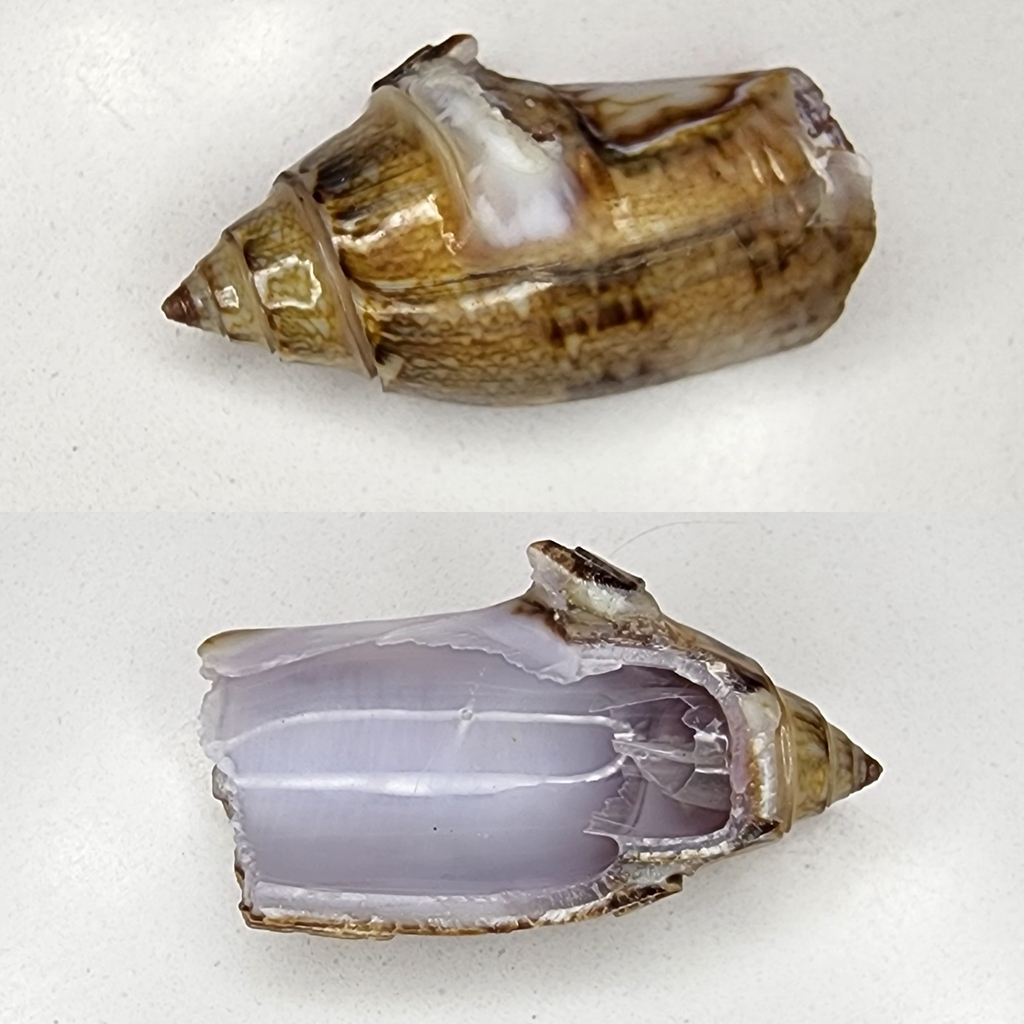 Olive Snail — 5 Pack