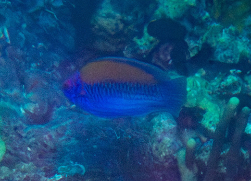Orange Back Wrasse (Medium)