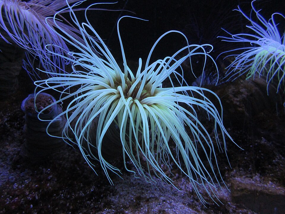 Orange Tube Anemone