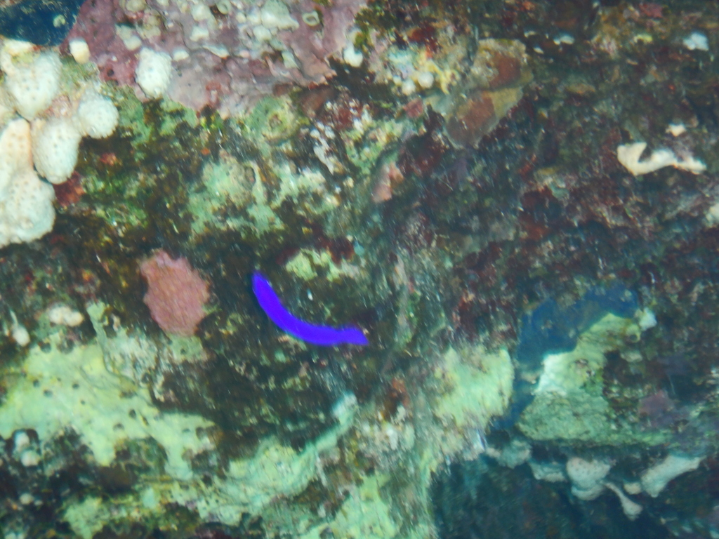Orchid Dottyback (Medium)