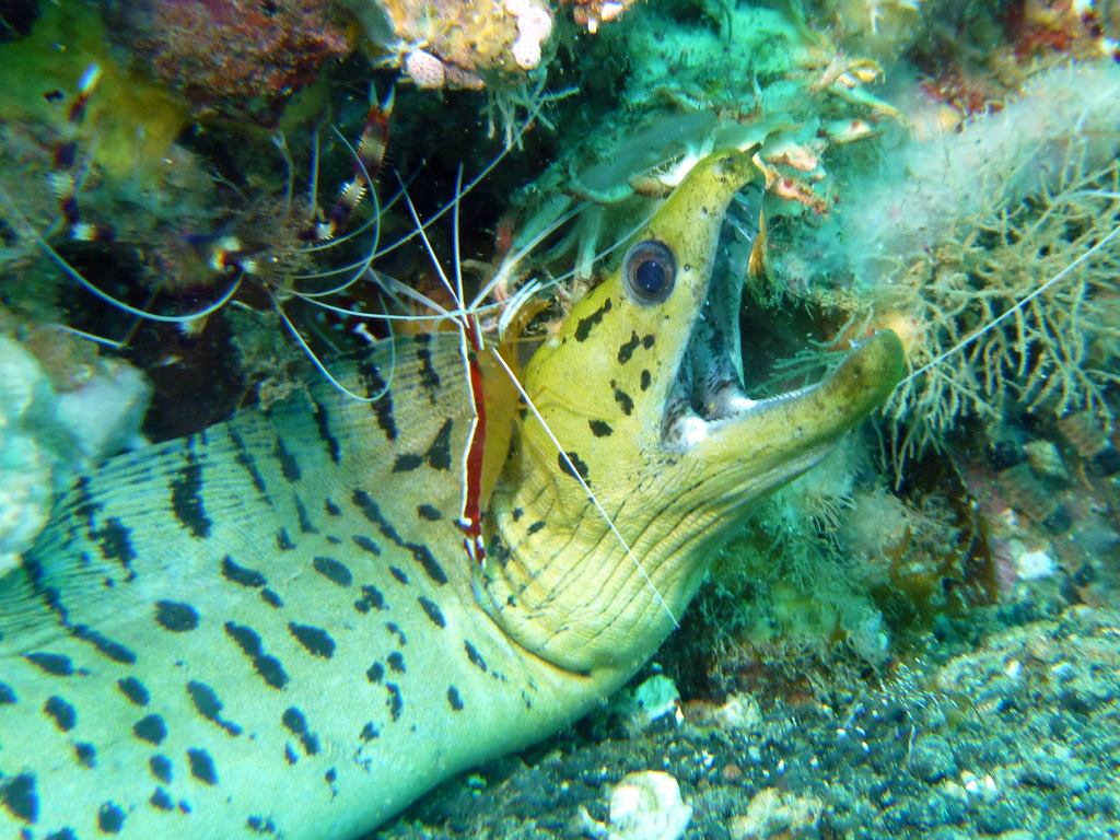 Pacific Cleaner Shrimp