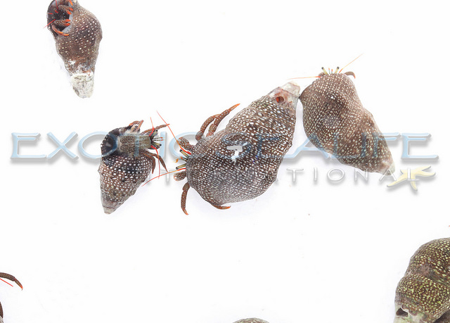 Pacific Red Leg Hermits — 10 Pack