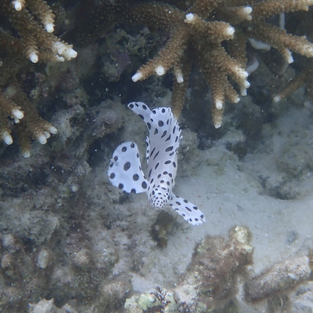 Panther Grouper (Medium)