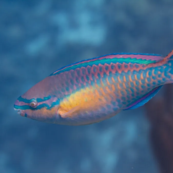 Parrotfish: Princess