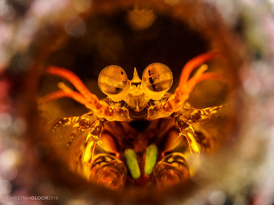 Peacock Mantis Shrimp