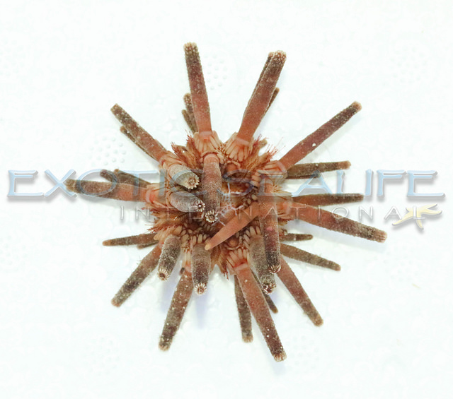 Pencil Urchin — 5 Pack