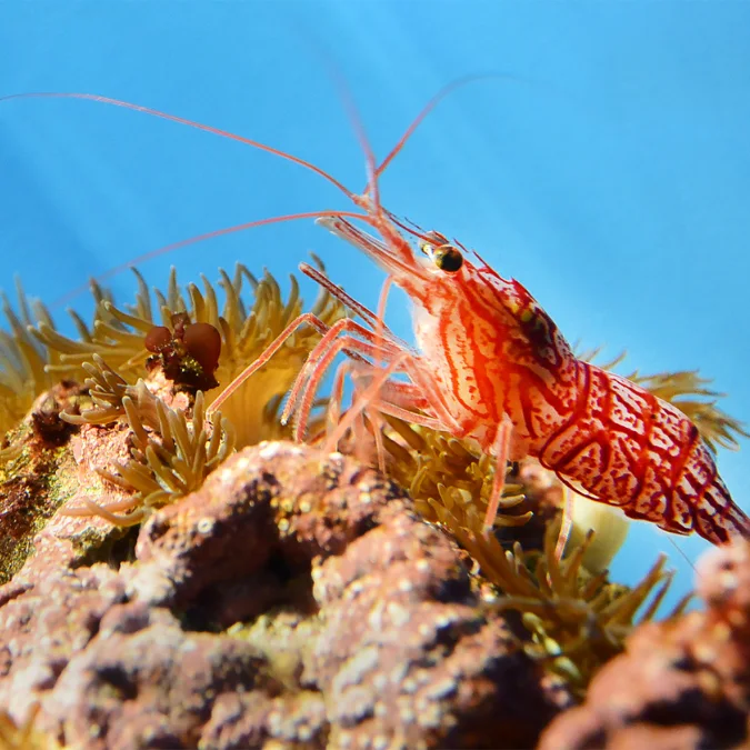 Peppermint Shrimp — 5 Pack