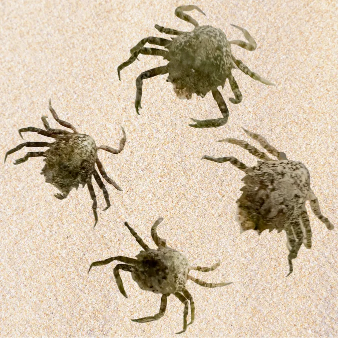 Pitho Crab — 5 Pack