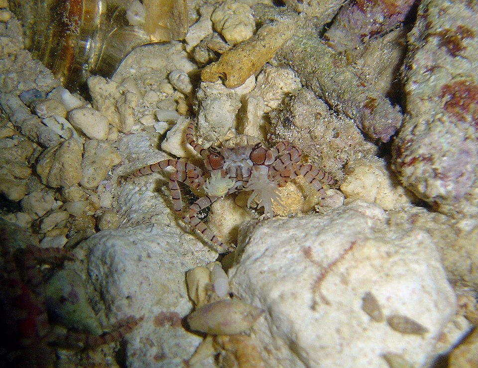 Pom Pom Crab (Small)