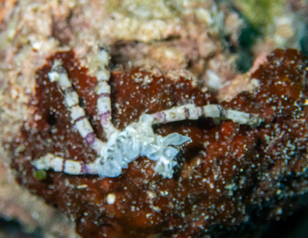 Pom Pom Crab