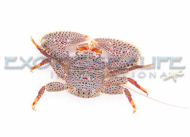 Porcelain Crab — 5 Pack