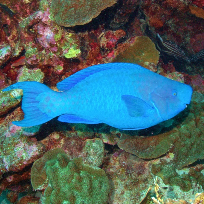 Powder Blue Tang (Medium/Large)