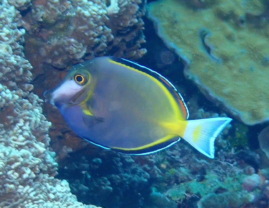 Powder Brown Tang (Medium/Large)