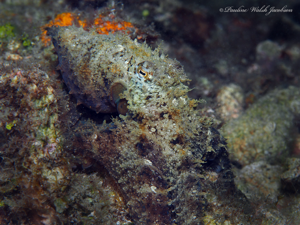 Prickly Octopus (Medium)