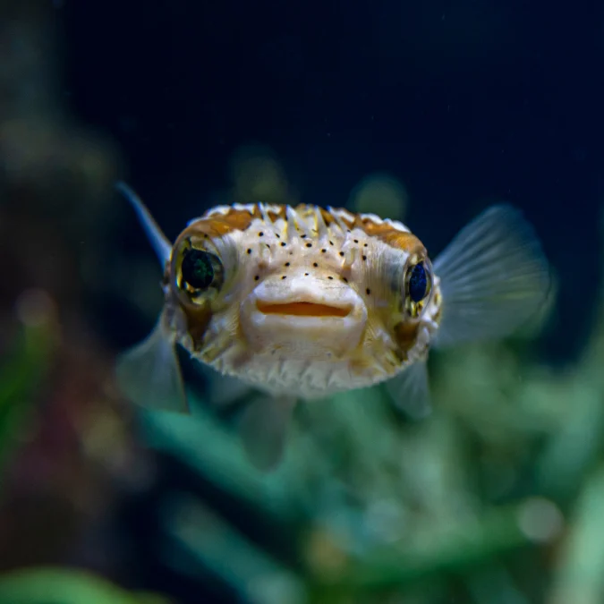 Puffer: Porcupine Small