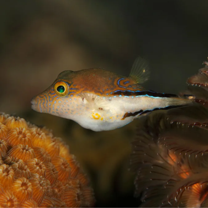 Puffer: Sharpnose