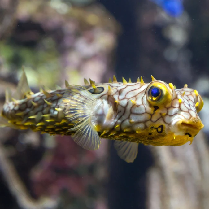 Puffer: Spiny Box