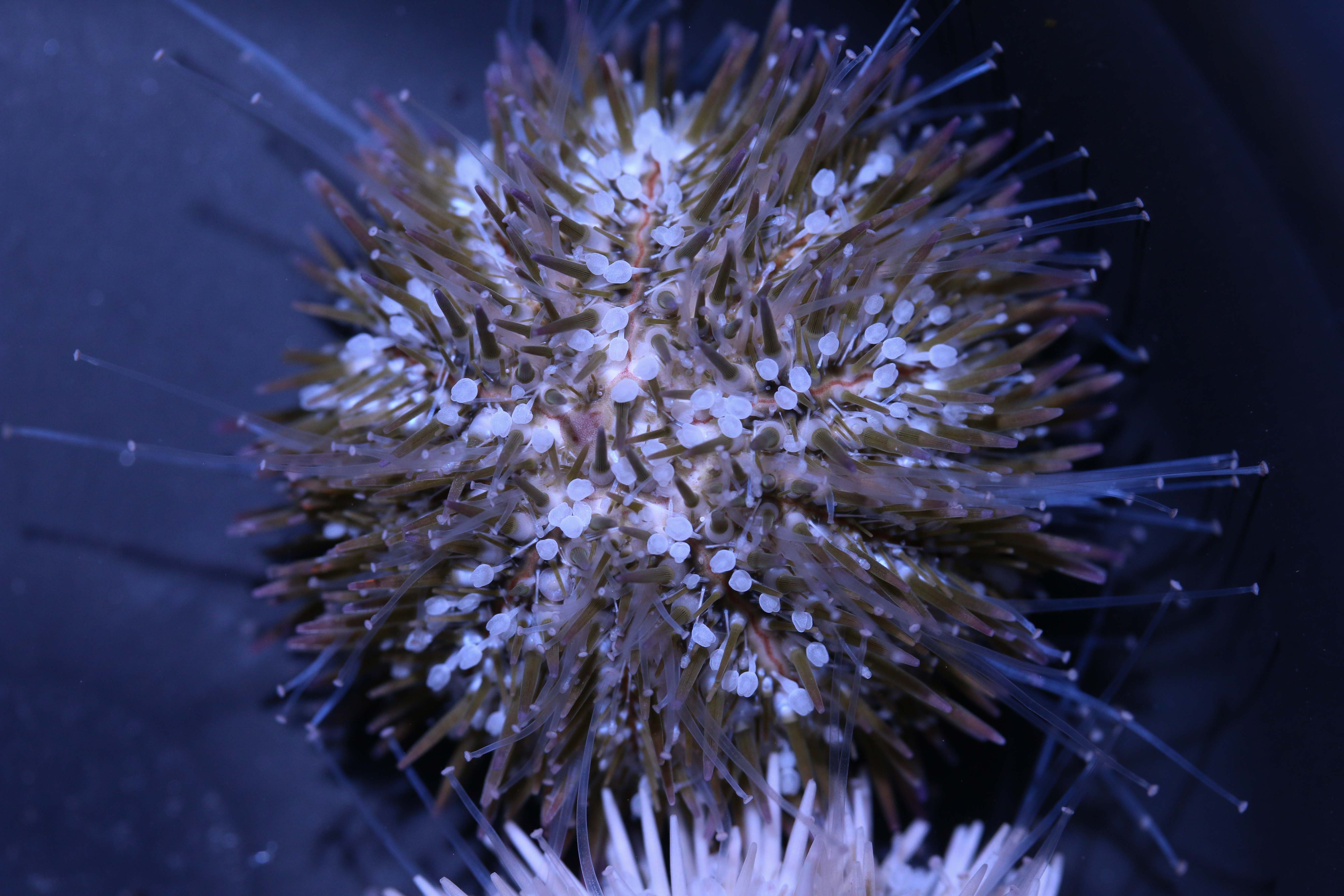 Purple Pin Cushion Urchins — 5 Pack