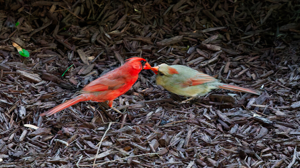 Red Cardinal (Medium)