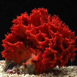 Red Frilly Sponge