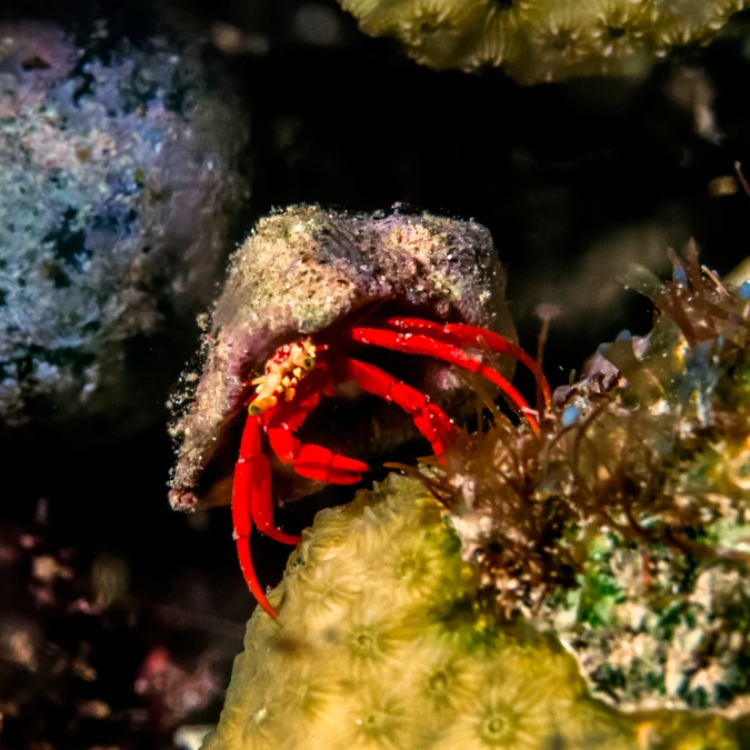 Red Legged/ Scarlet Hermit — 10 Pack