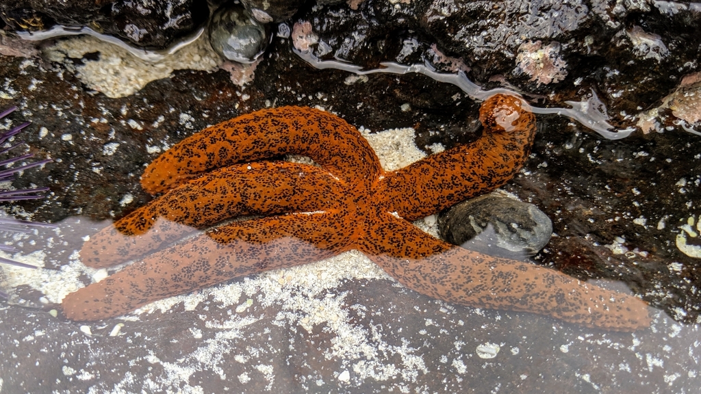 Red Starfish