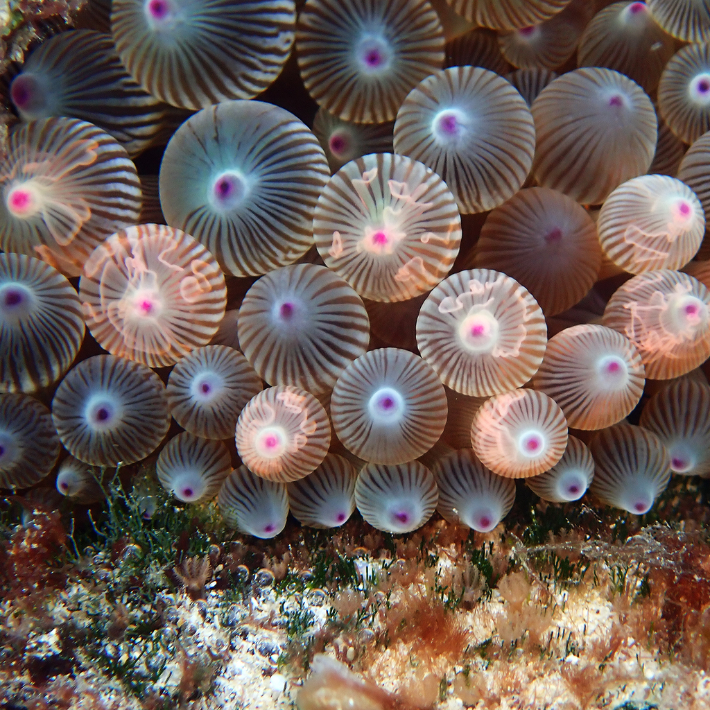 Rose Bubble Anemone (Small)