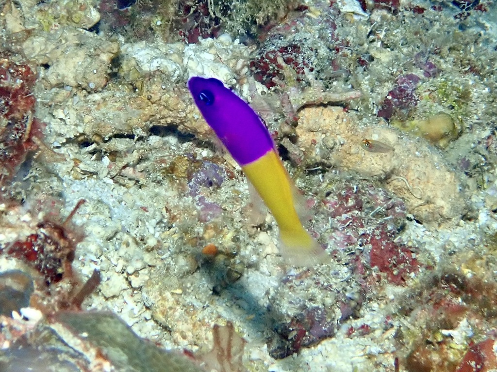 Royal Dottyback (Medium)