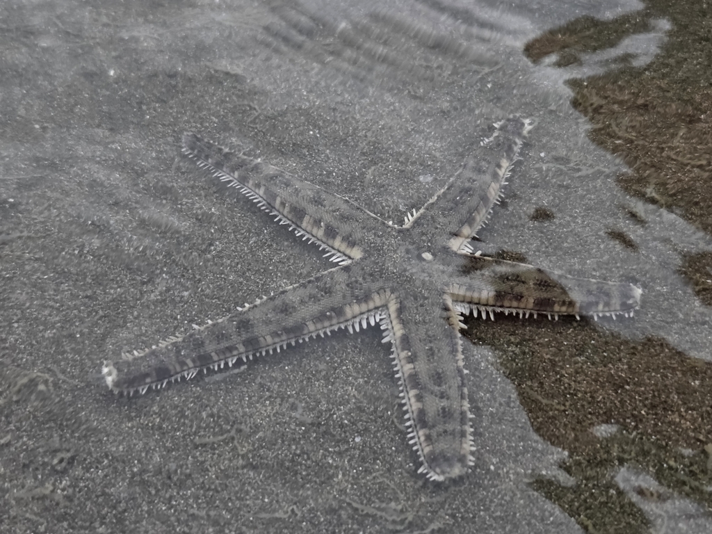 Sand Sifting Star