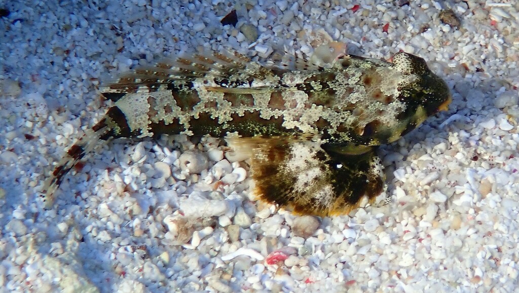 Scooter Blenny (Medium)