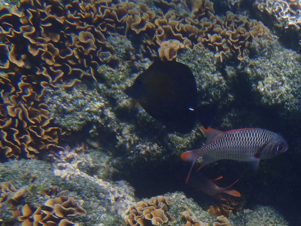 Scopas Tang (Medium)